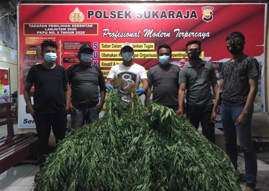 Polsek Sukaraja Temukan 2 Hektar Ladang Ganja