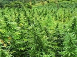 Polres Seluma Temukan Ladang Ganja di Hutan Lindung