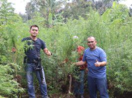 1,5 Hektar Ladang Ganja Siap Panen Diungkap Polda Bengkulu