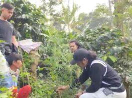 Tanam Ganja di Kebun Kopi, Petani Rejang Lebong Ditangkap Polres