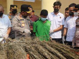 Tersangka Penjaga Ladang Ganja di Bengkulu Ngaku Sudah 2 Kali Panen