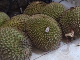 Festival Durian RL Diramaikan Peserta 15 Kabupaten/kota Festival Durian RL