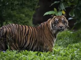 Harimau Sumatera Mangsa