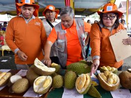 Tim BSIP Bengkulu Data Pohon Durian Juara Tim BSIP Bengkulu