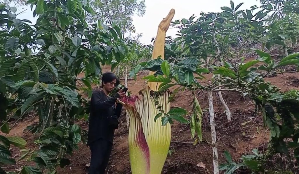 Bunga Bangkai Raksasa