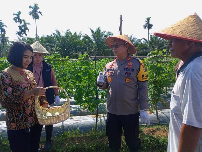 Bibit Jagung Bhayangkara