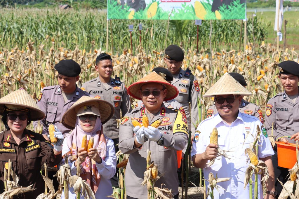 Bibit Jagung Bhayangkara