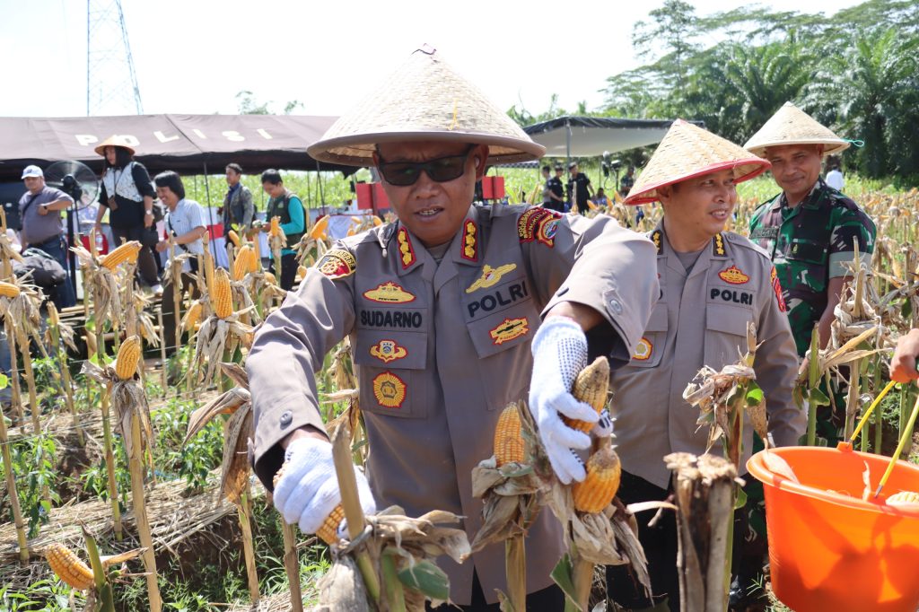 Bibit Jagung Bhayangkara