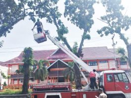 Percepat Pangkas Pohon