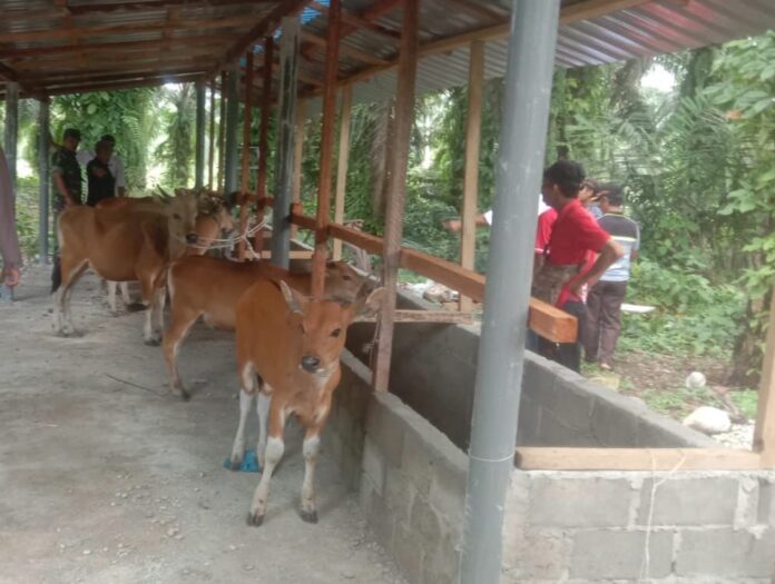 Sapi Penggemukan Program Bumdes