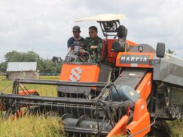 Hasil Meningkat, Harga Gabah