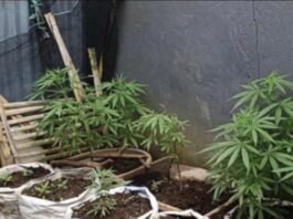 Satresnarkoba Polres Rejang Lebong