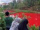 Air Kolam Ikan Berubah Warna Gegerkan Pagar Alam Air Kolam Ikan Berubah