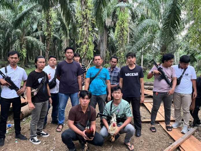 Sabung Ayam di Kebun