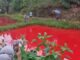 Terungkap Penyebab Air Kolam Ikan Berubah Warna Terungkap Penyebab Air Kolam