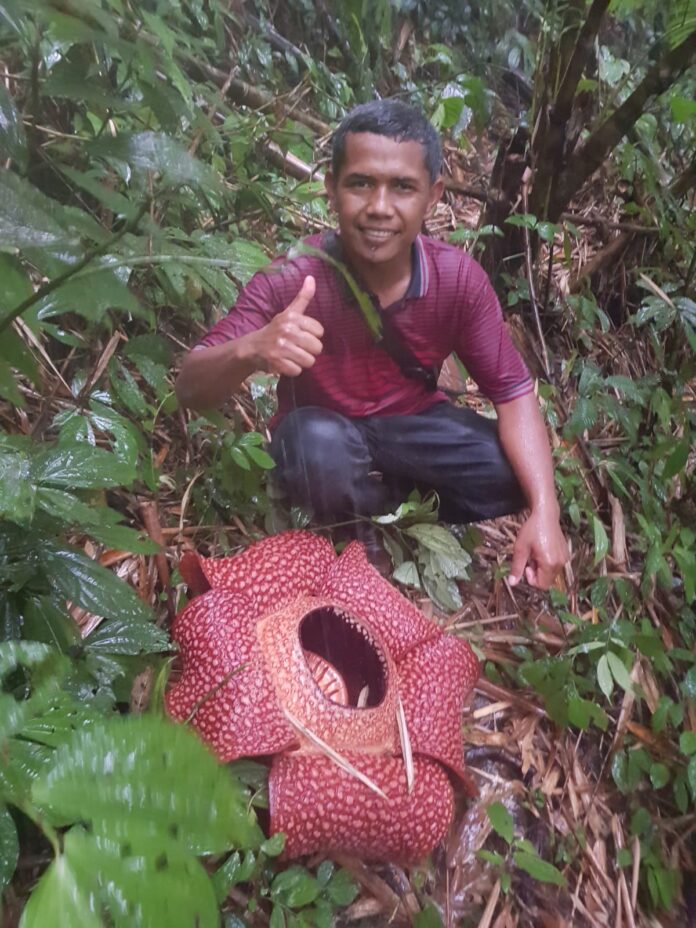 Bunga Rafflesia Arnoldii