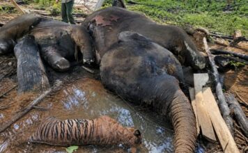 Kematian Gajah dan Harimau Sumatera, HMI Sebut Sebagai Kejahatan Nyata yang Dilakukan Negara Kematian Gajah dan Harimau
