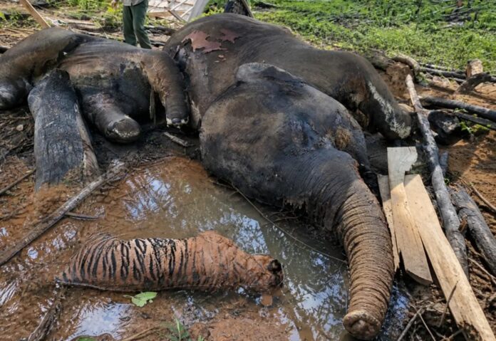 Kematian Gajah dan Harimau