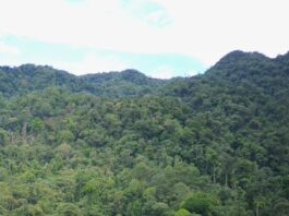 Mengapa Status HL Bukit Sanggul Diturunkan, Padahal 95
