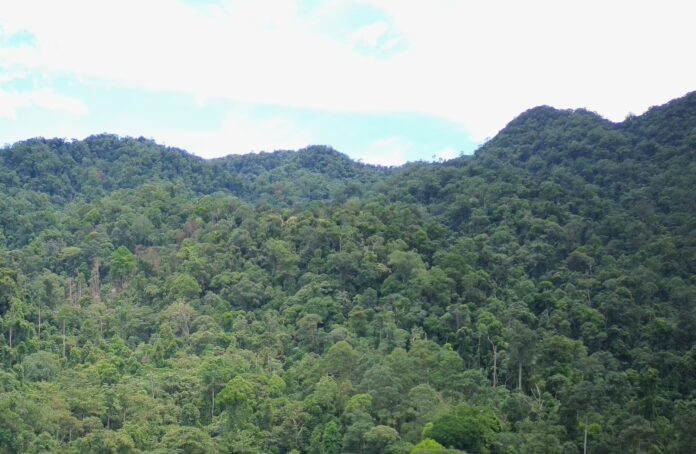 Mengapa Status HL Bukit Sanggul Diturunkan, Padahal 95