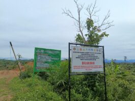 Sawit Ilegal Masih Bertahan