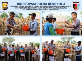 Dukung Ketahan Pangan, Polda Bengkulu Panen Jagung dan Tebar Benih Ikan Patin Dukung Ketahanan Pangan